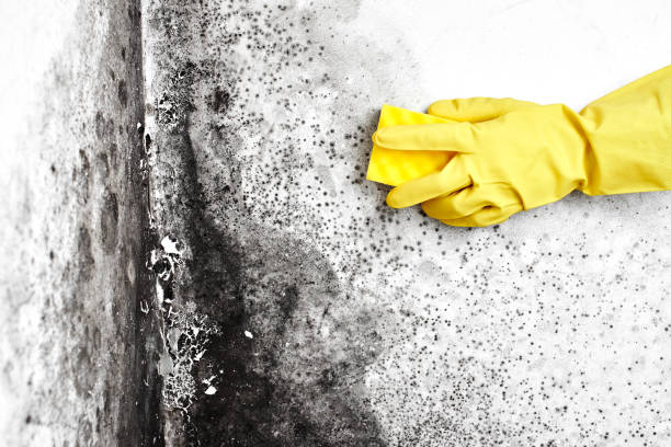 Best Basement Mold Remediation in Nixa, MO