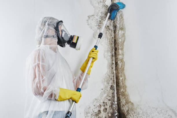 Best Insurance-Related Mold Remediation in Nixa, MO