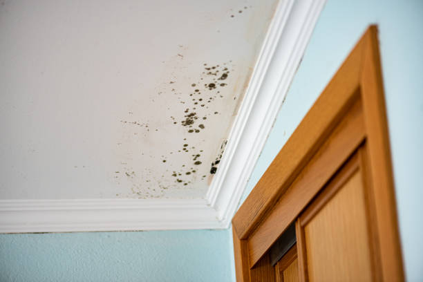 Best Attic Mold Remediation in Nixa, MO