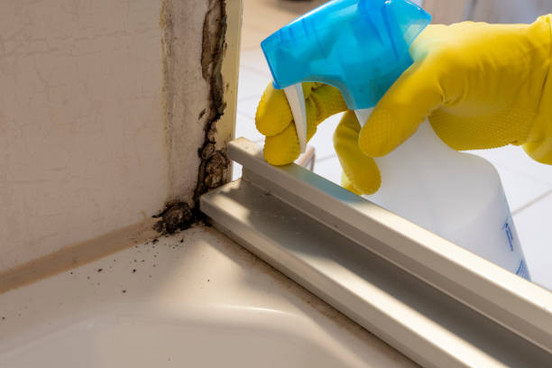 Best Crawl Space Mold Remediation in Nixa, MO