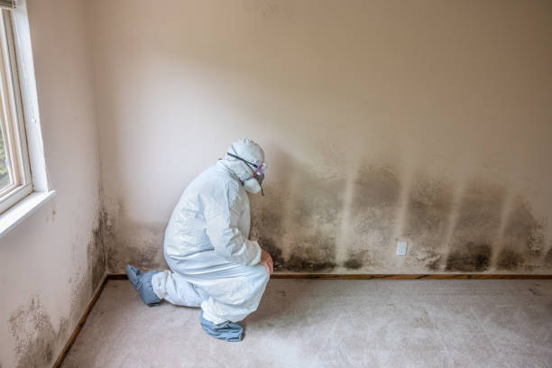 Professional Mold Remediation in Nixa, MO