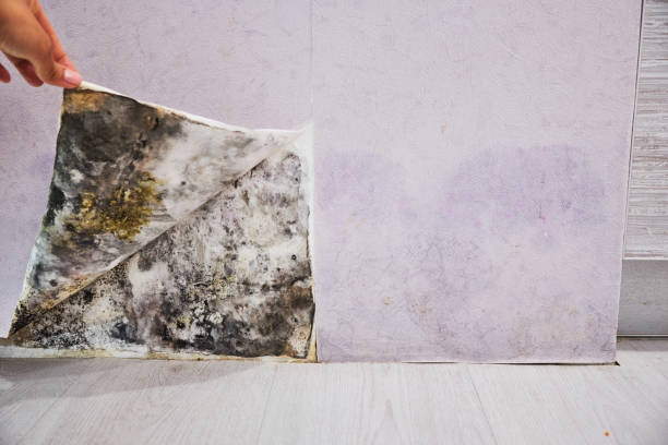 Best Residential Mold Remediation in Nixa, MO